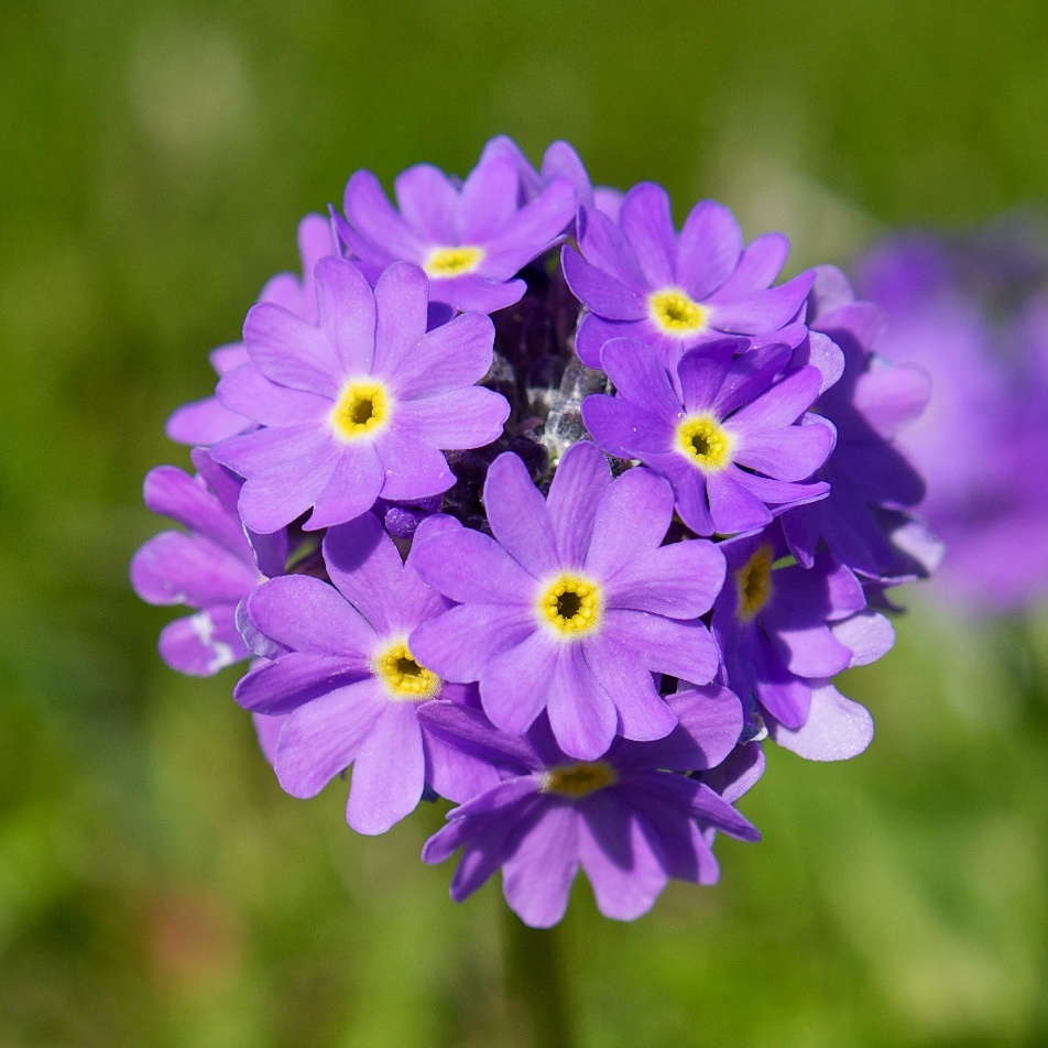 Весенние цветы, Нарынская область