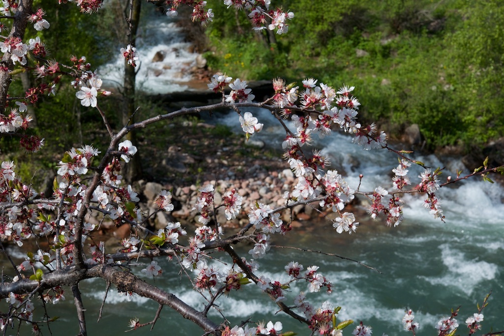 Весеннее цветение на реке Чычкан