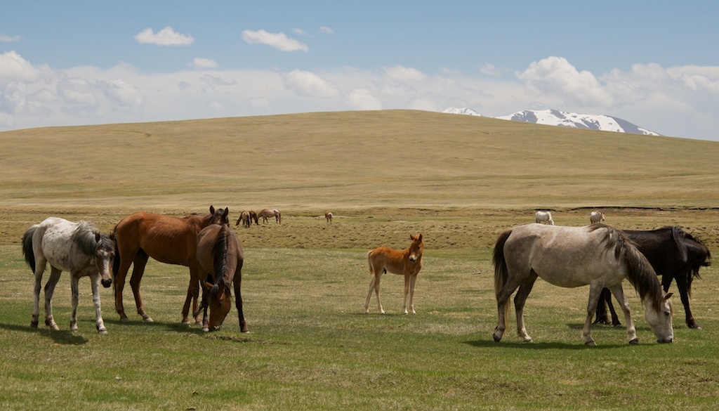 лошади на озере Сон-Кель, май 2015