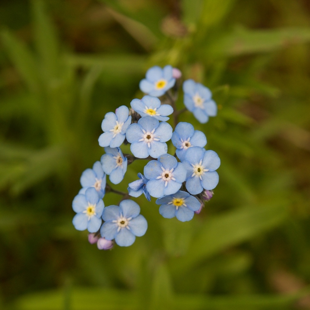 Весенние цветы, Нарынская область, высокогорье