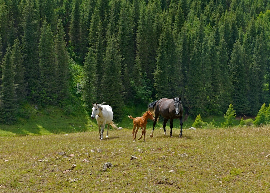 лошадки в Семеновском ущелье, Иссык-Куль