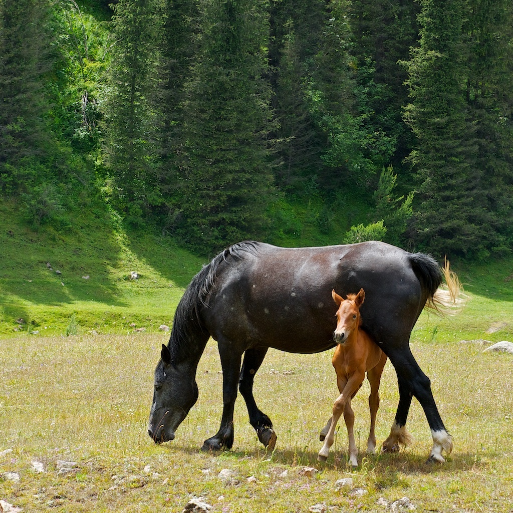 лошадки в Семеновском ущелье, Иссык-Куль